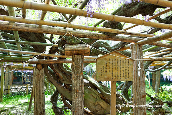 樹齢1200年以上だとか
